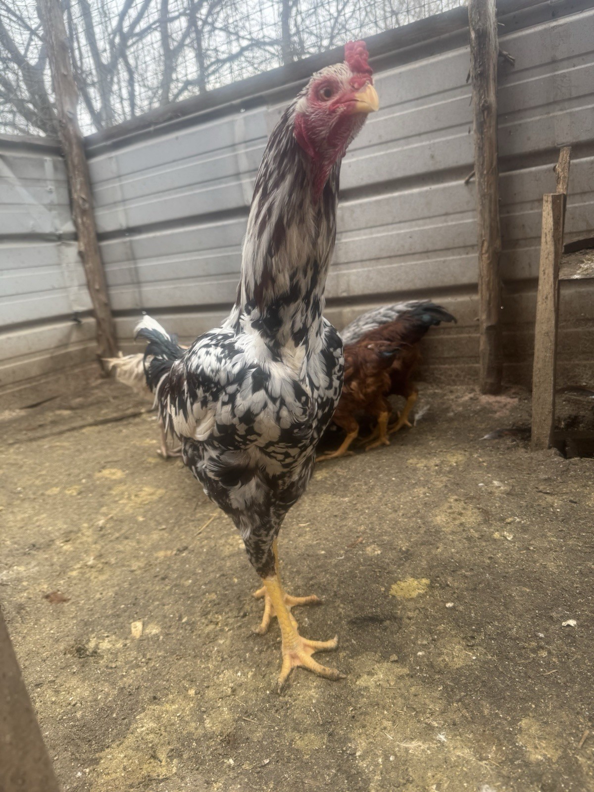 12 Hatching Eggs Giant Chicks Hybrid – Indio Gigante Dual Purpose Egg Layers