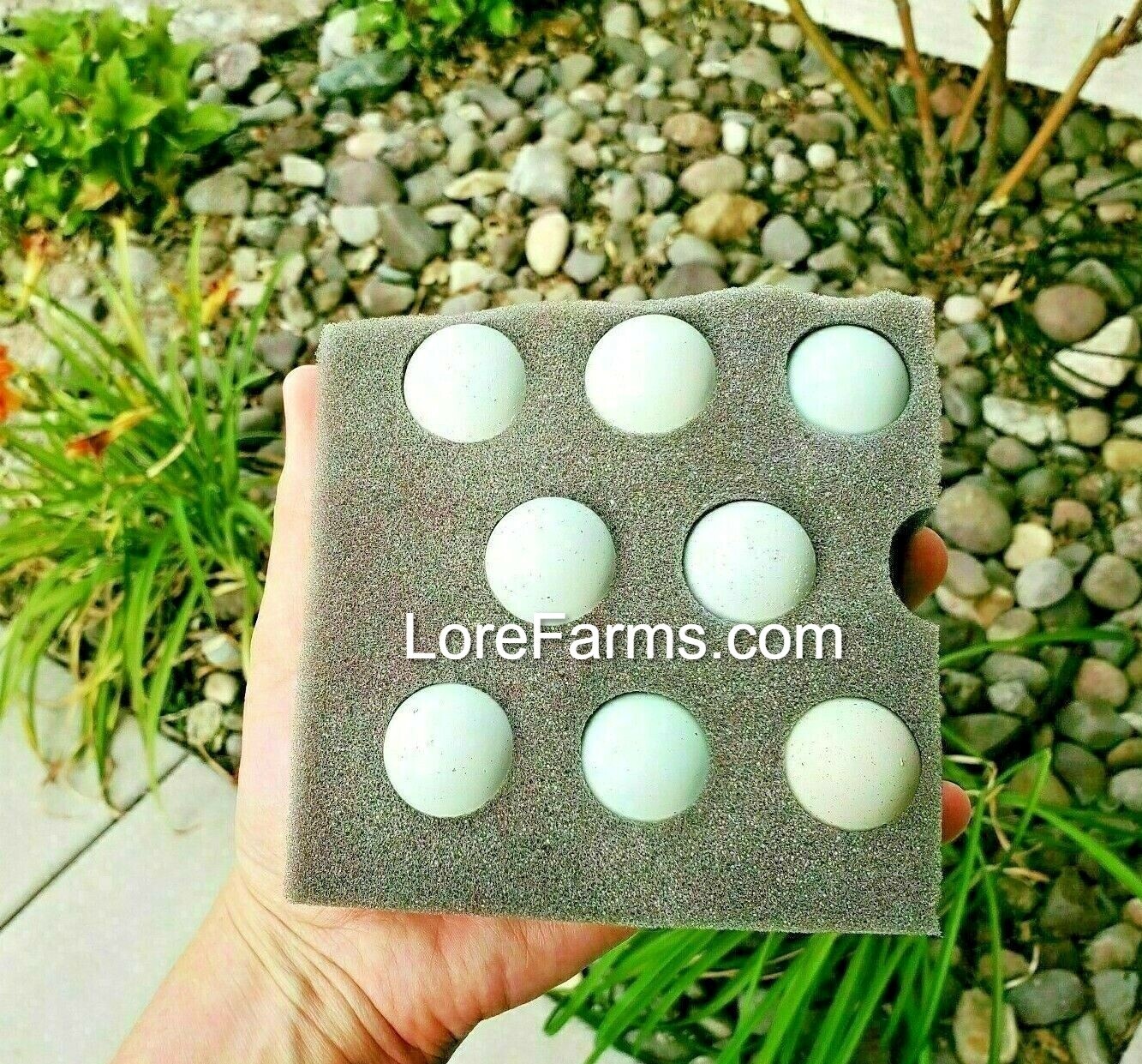 12 (+3EXT) LORE FARMS 💙Celadon 100% TRUE Blue Coturnix Quail Hatching Eggs RARE