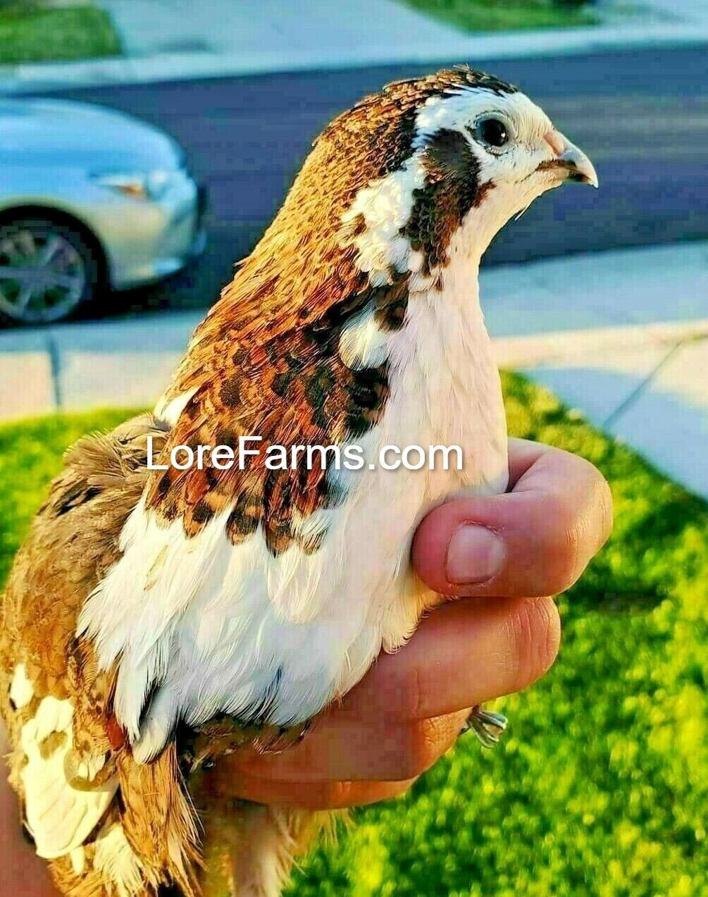12 (+3EXT) LORE FARMS 💙Celadon 100% TRUE Blue Coturnix Quail Hatching Eggs RARE
