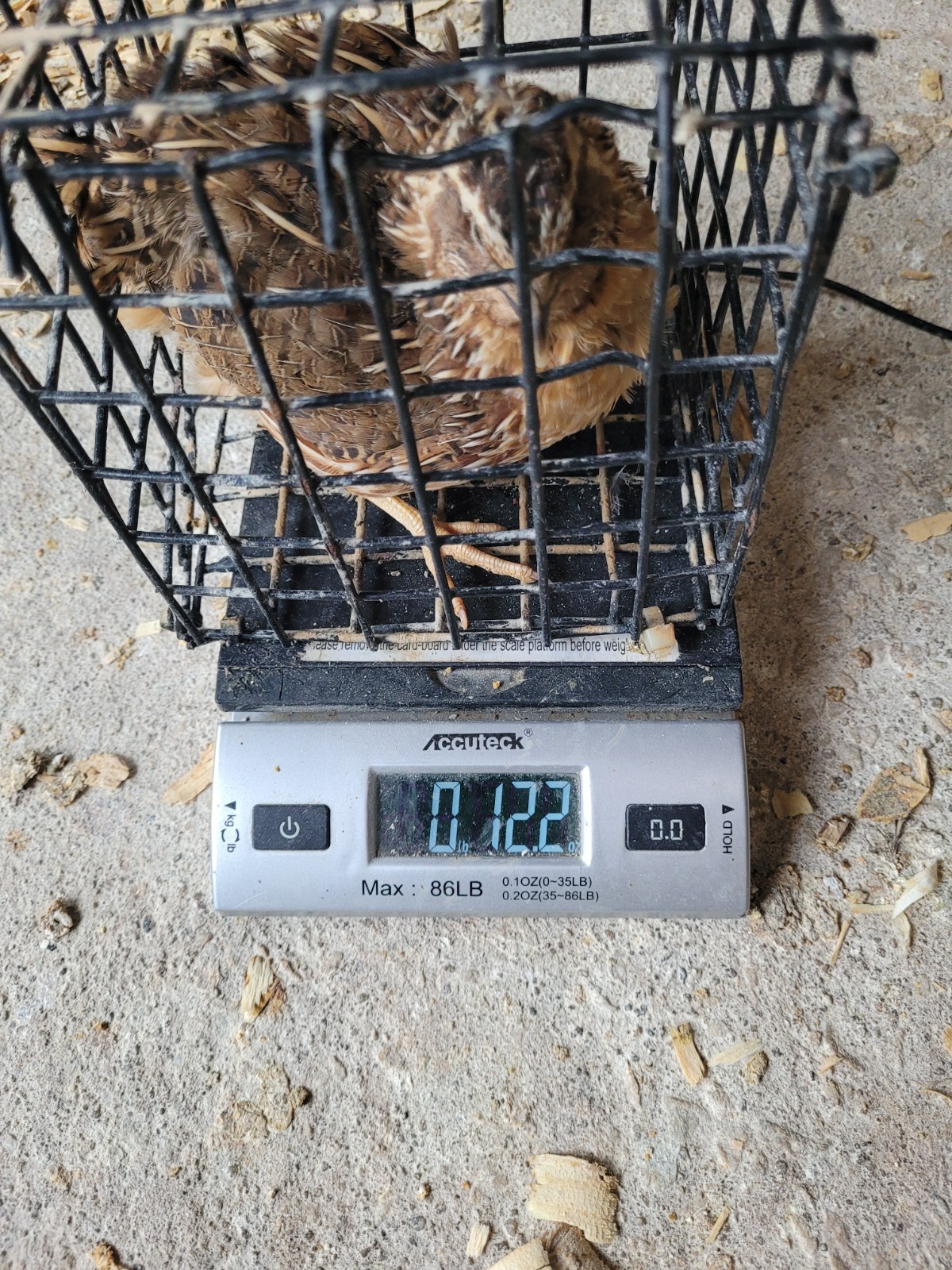 30 Extra large Jumbo Brown hatching eggs