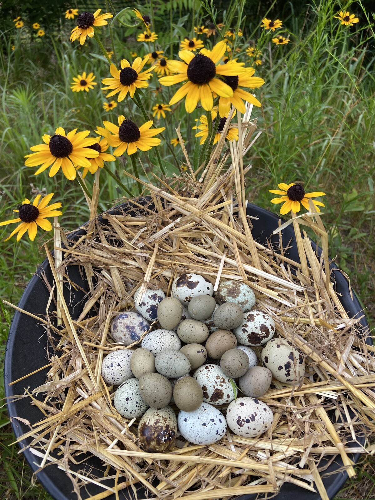 6 Coturnix and 6 Button Quail – 12 Hatching Egg Beautiful Color Variety Mix