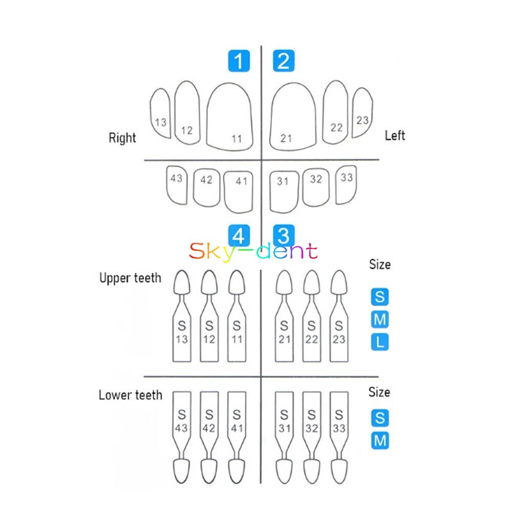Dental Veneer Moulds Composite Resin Anterior Posterior Teeth Molar Restoration
