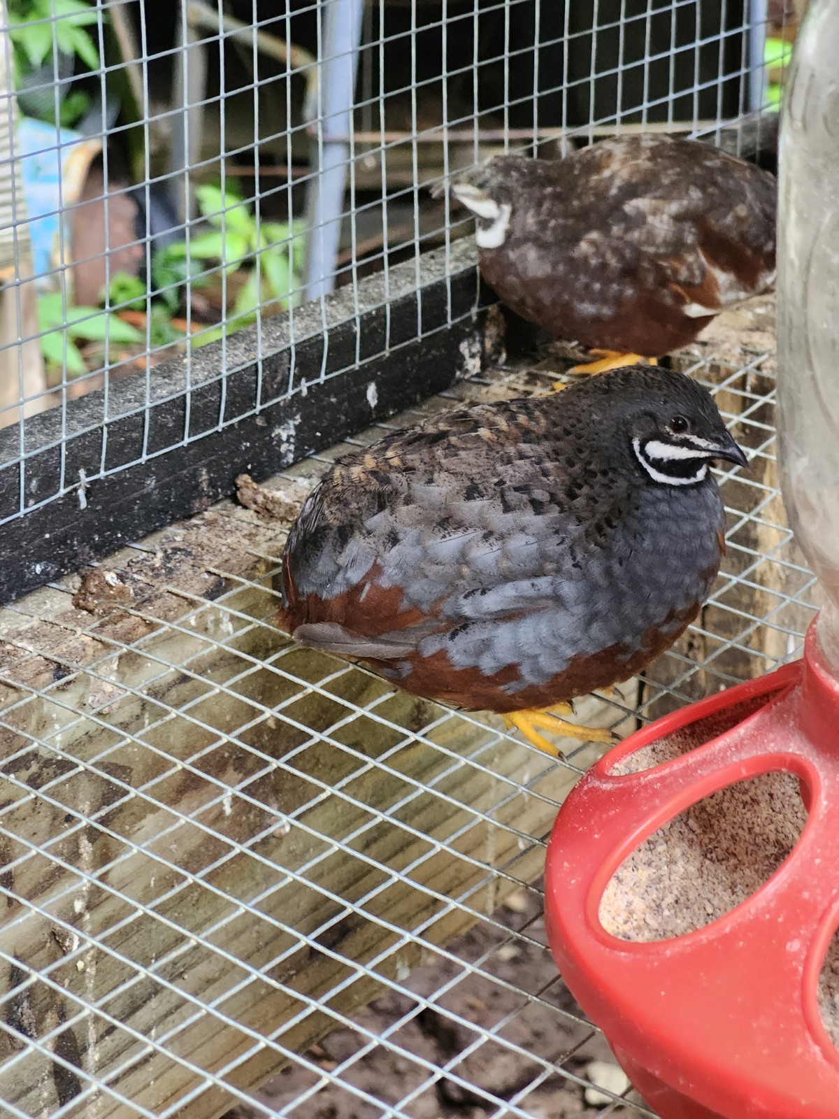 18+ Fertile Button Quail Hatching Eggs Chinese Paint And Splash