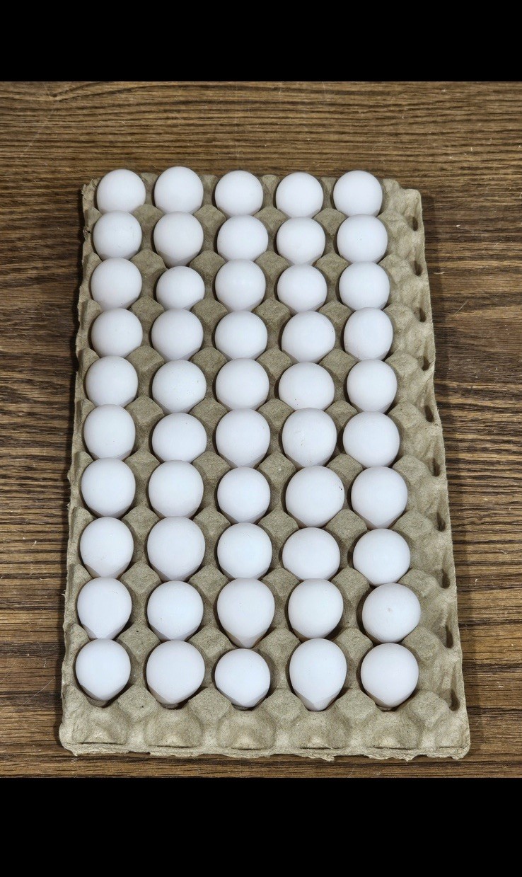 200 Northern Bobwhite Quail Hatching Eggs – NPIP Cert – FREE SHIPPING