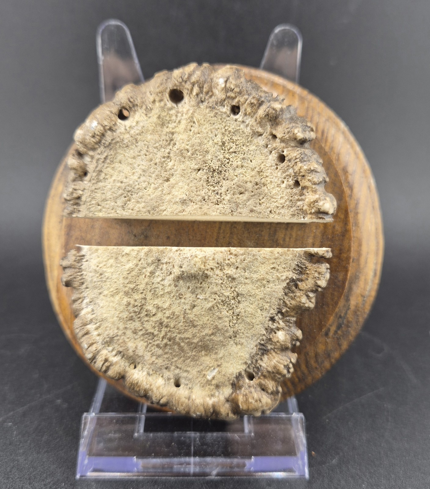 Rustic Handmade Elk Antler Burr Business Card Holder