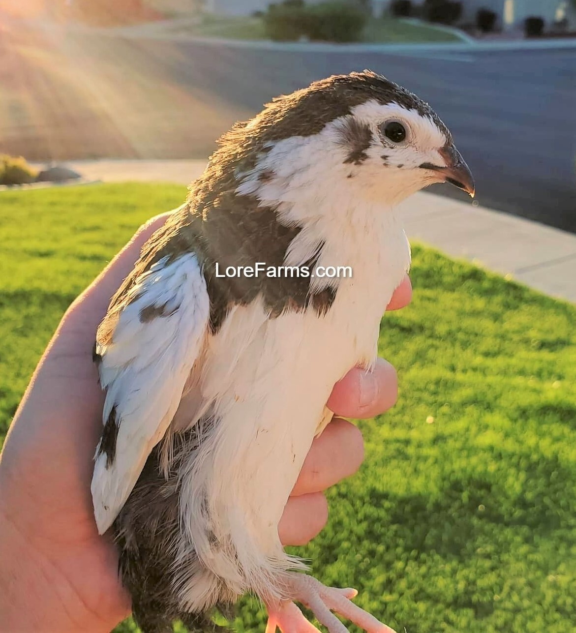 12 (+3EXT) LORE FARMS 💙Celadon 100% TRUE Blue Coturnix Quail Hatching Eggs RARE