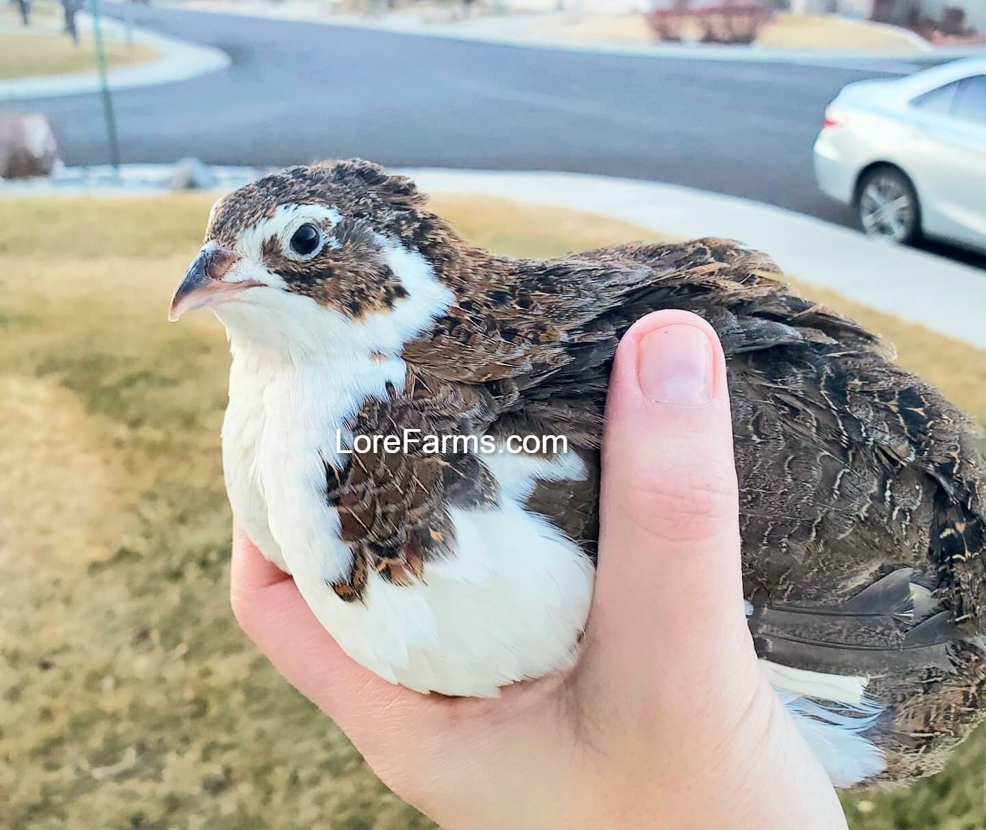12 (+3EXT) LORE FARMS 💙Celadon 100% TRUE Blue Coturnix Quail Hatching Eggs RARE