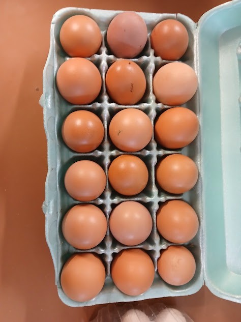 12 ISA Brown Chicken Hatching Eggs
