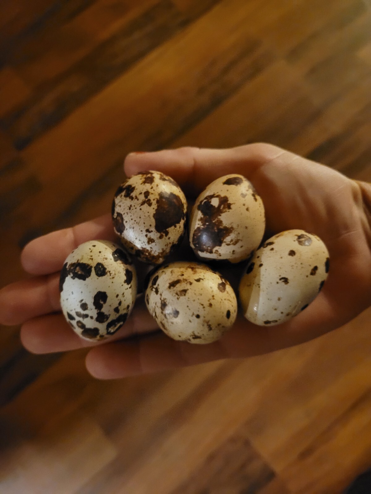 30 Extra large Jumbo Brown hatching eggs