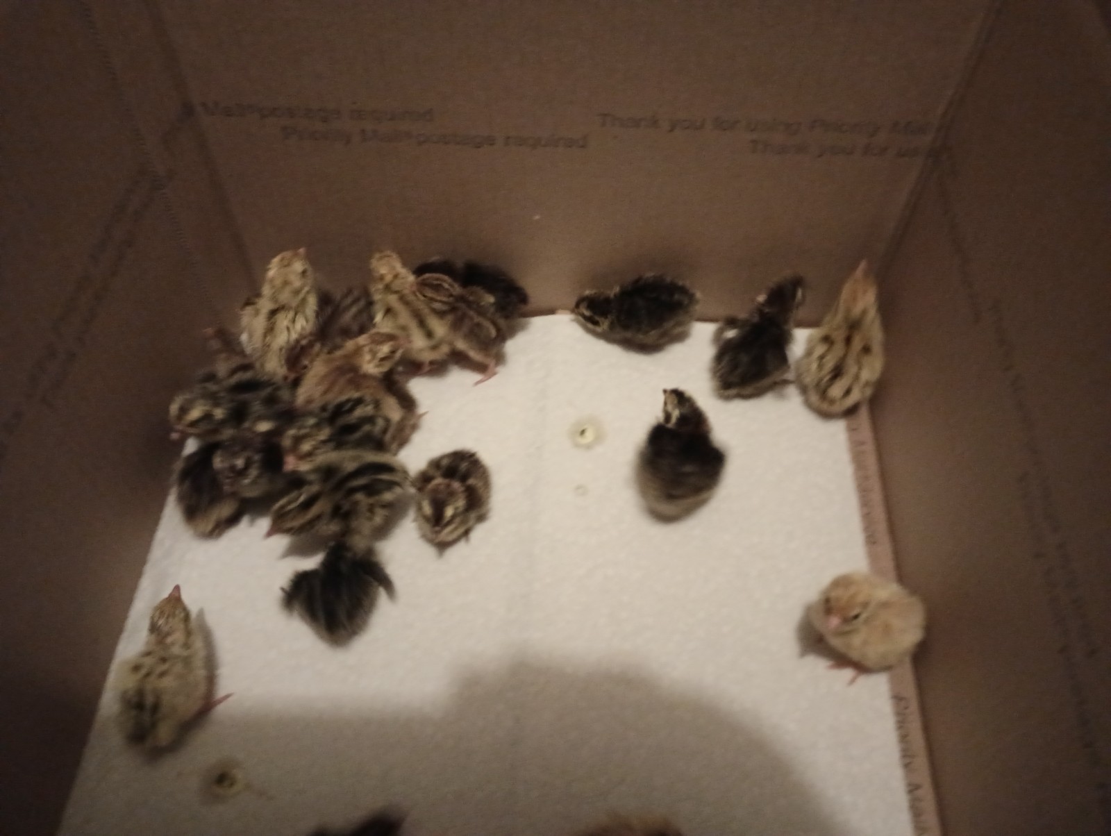 Jumbo Coturnix Quail Mixed Colors includes Sparkly – browns – pansy 15++