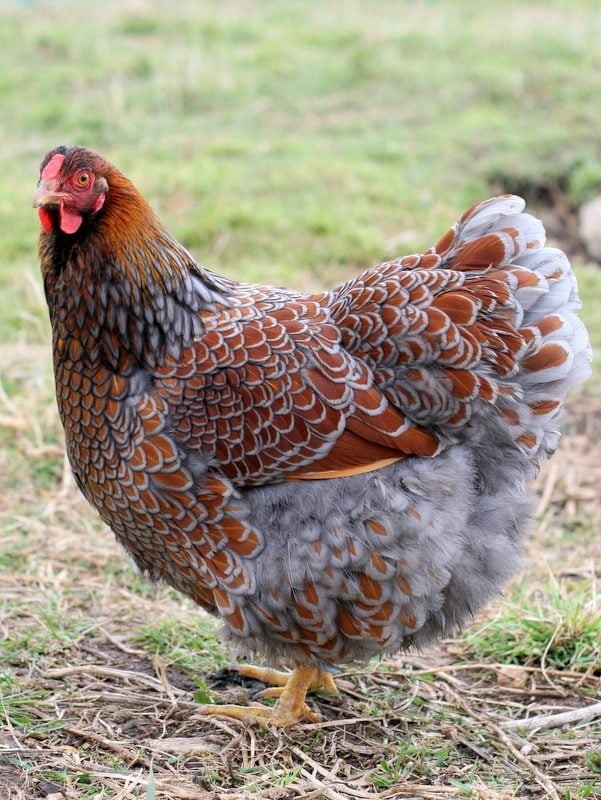 6 Farm Fresh Hatching Eggs Fancy BLUE LACED RED WYANDOTTE Brahpi Orpington ❤️eb