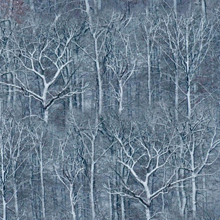 Russian Night Forest Camouflage – 16″ x 48″ Hydrographic Film Hydro Dipping