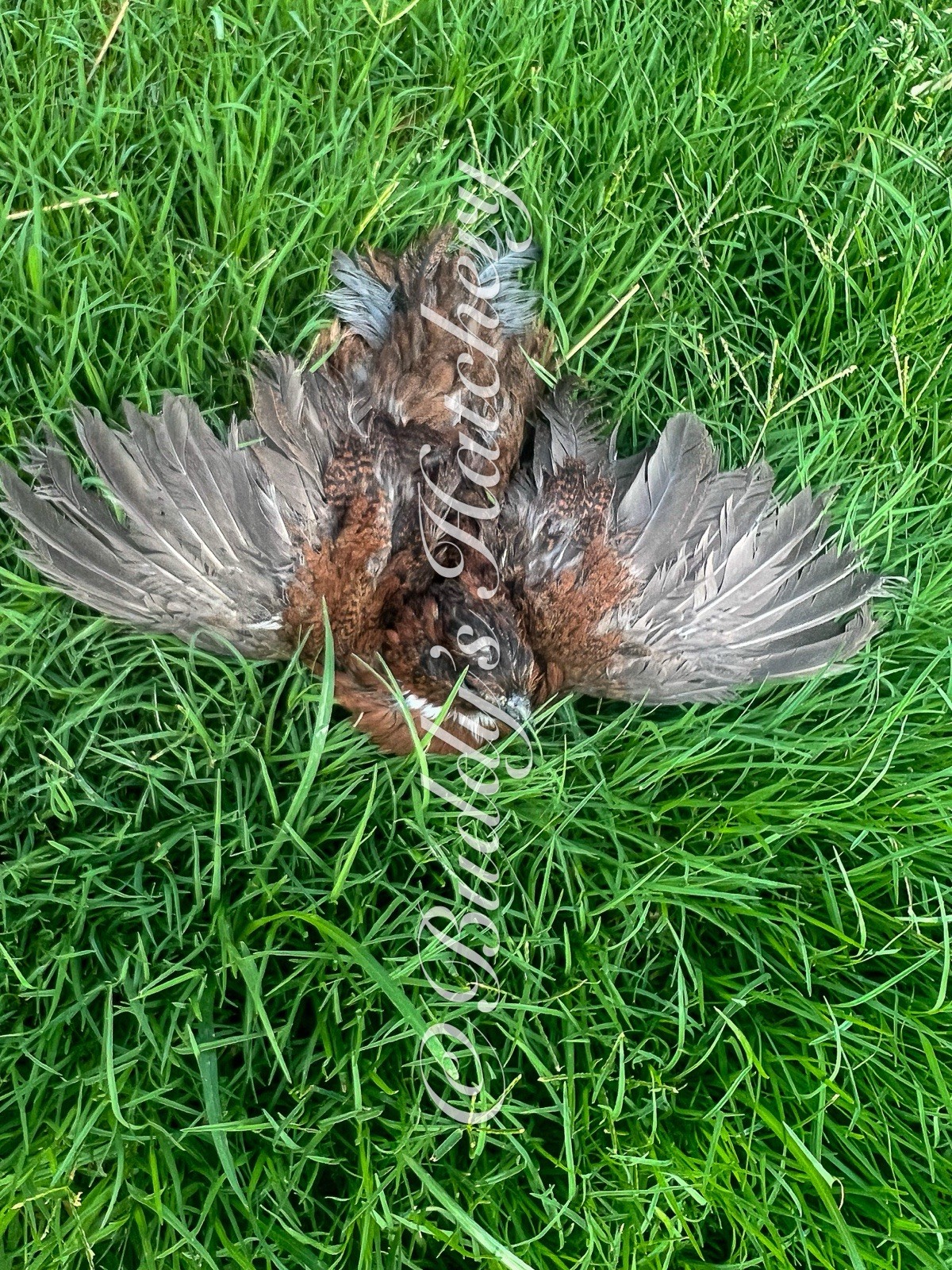 20+ Tennessee Red Bob White Quail Hatching Eggs