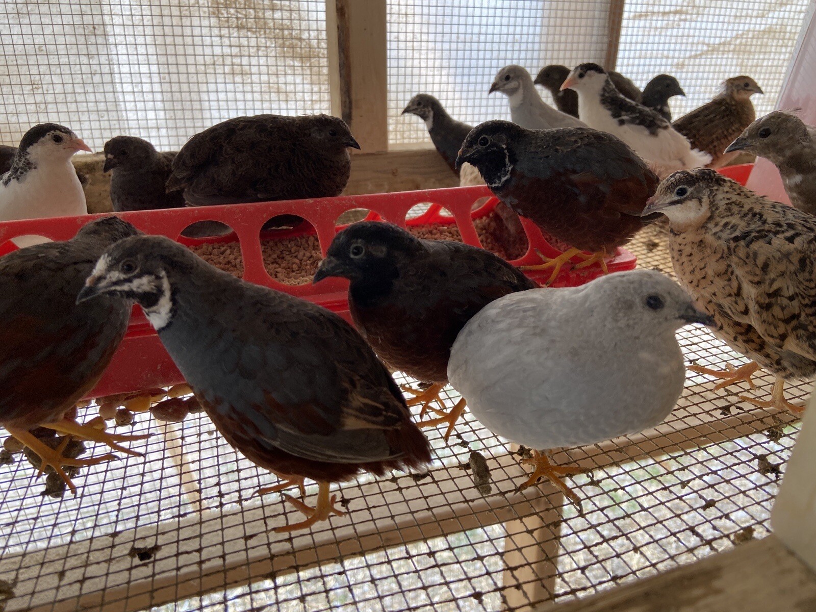 12 Fertile Button Quail Hatching Eggs – Variety of Colors – Shipped in Foam