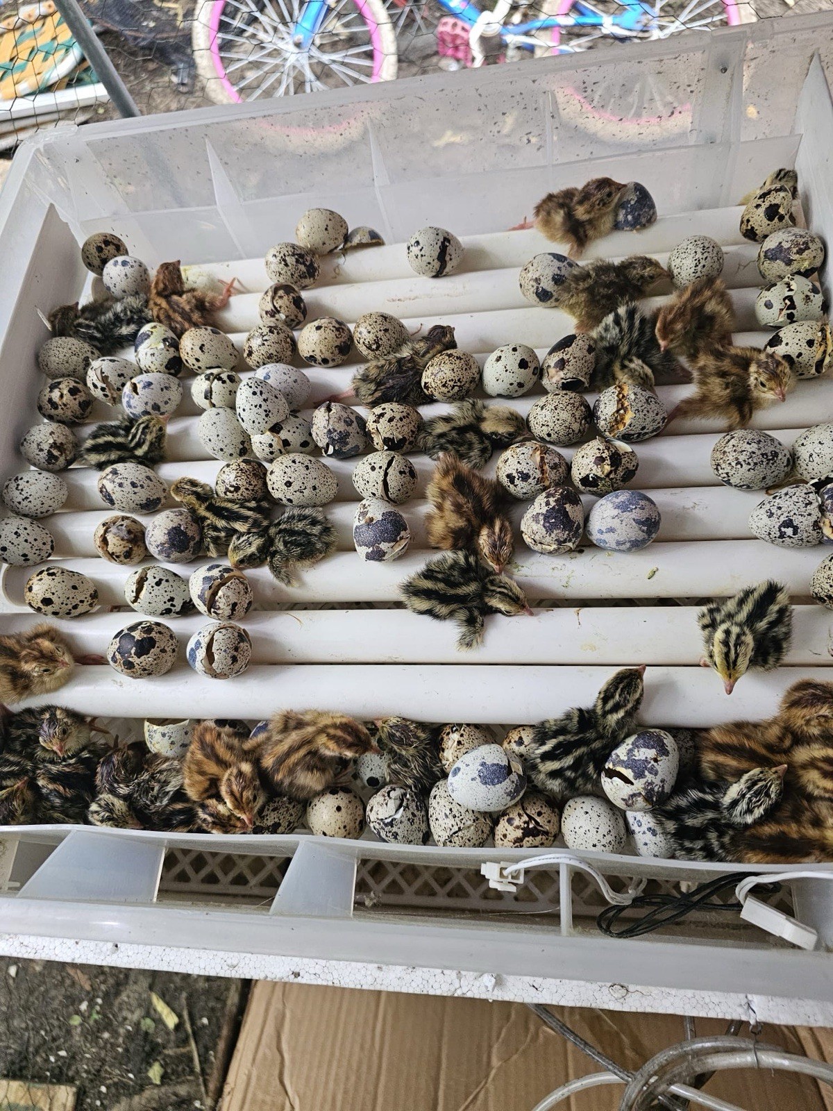 40 Quail( Jumbo Coturnix ) Hatching Eggs with 80% chance to hatch