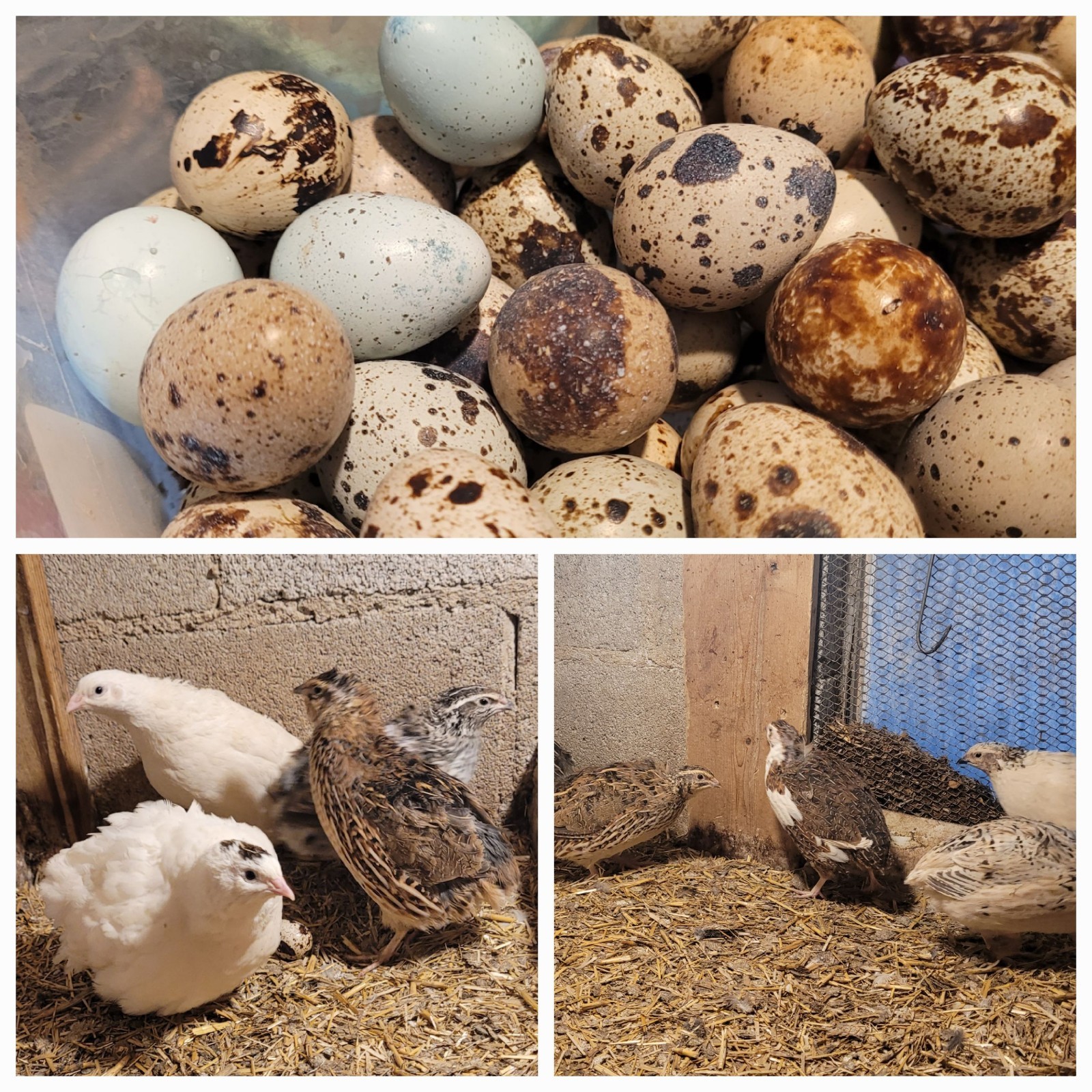 48+ Coturnix Quail hatching eggs including blue (Some Caledon)