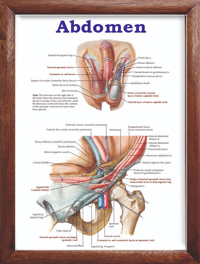Abdomen Chart 12×18 inches
