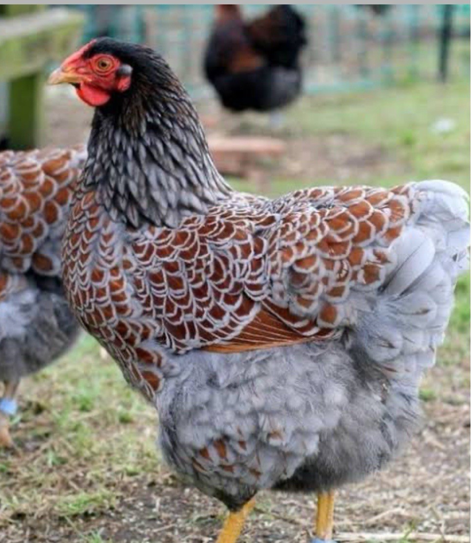 6 Farm Fresh Hatching Eggs Fancy BLUE LACED RED WYANDOTTE Brahpi Orpington ❤️eb