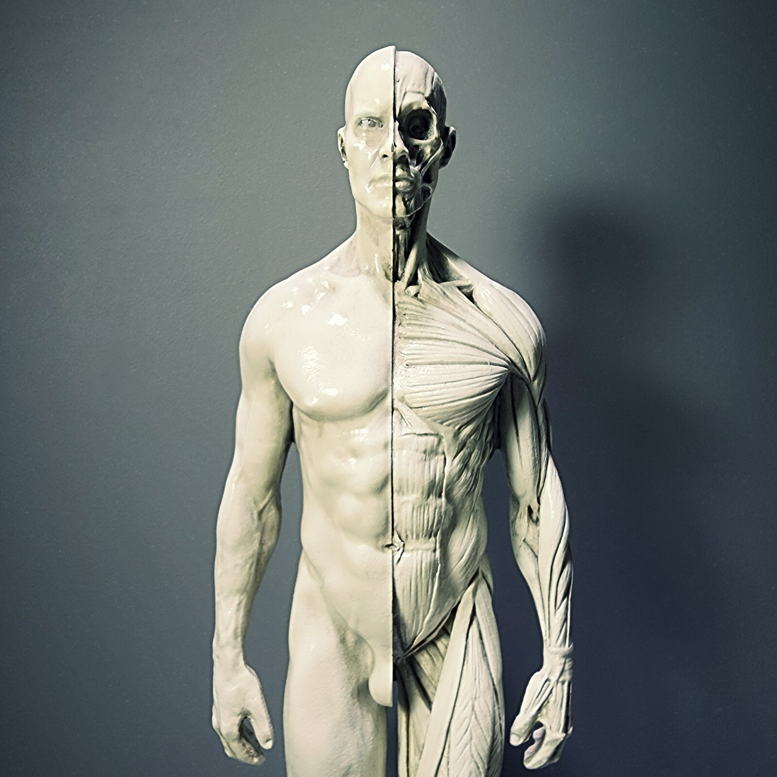 Anatomical Male Medical Model with Muscles, Oddities deocr