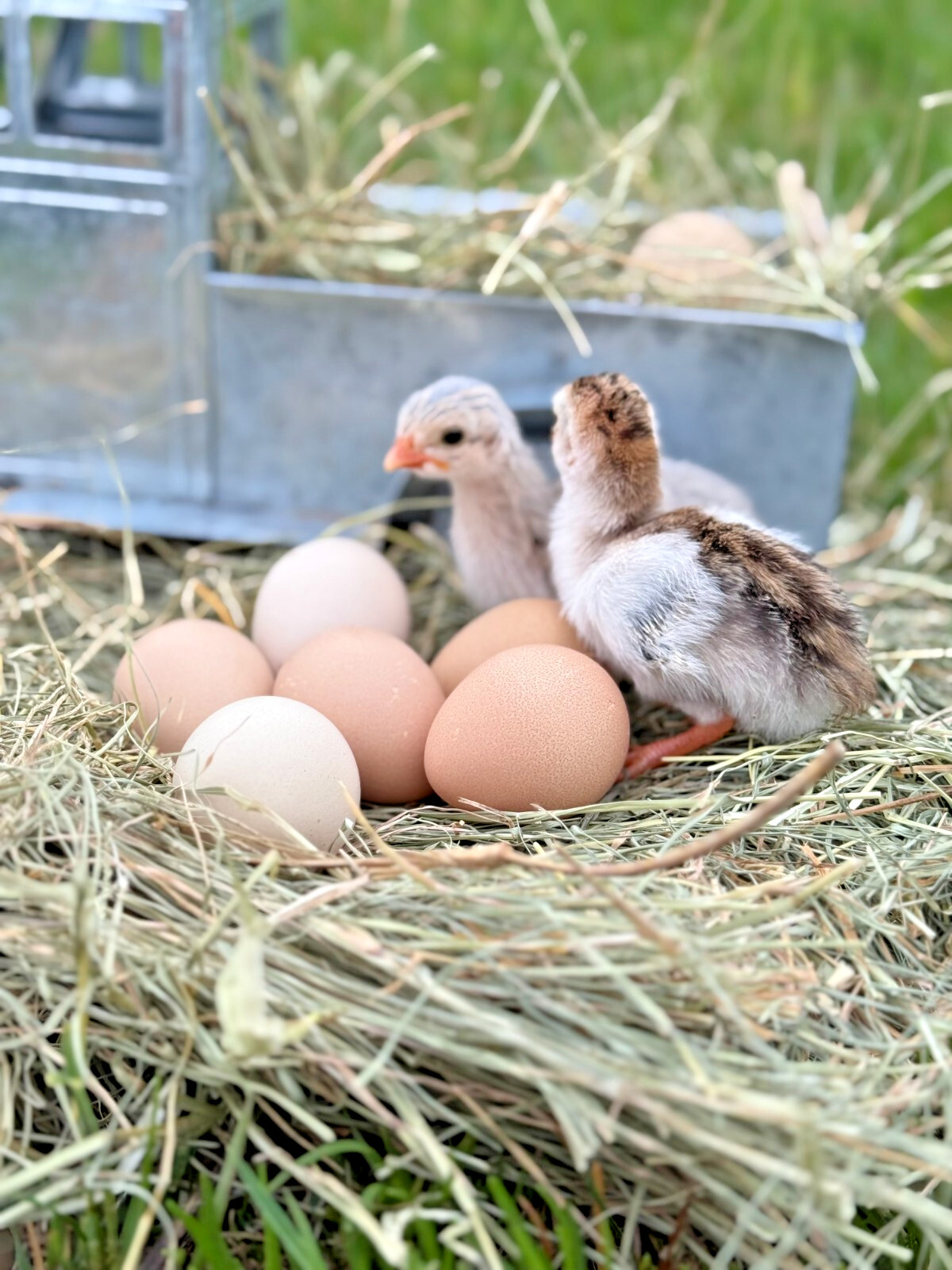 14 FRESH GUINEA FOWL HATCHING EGGS READY